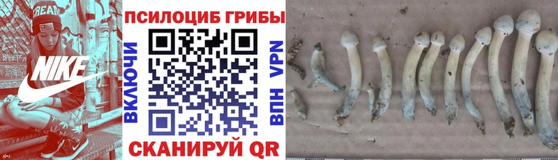 Псилоцибиновые грибы Cubensis  ОМГ ОМГ маркетплейс  Сочи 